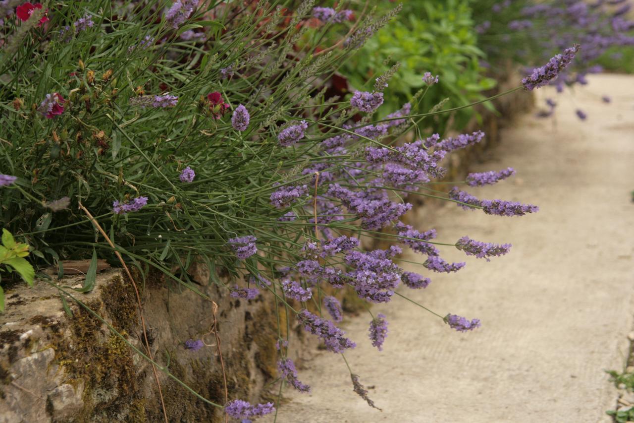 Domaine Des Douves Bed and Breakfast Ancy-le-Franc Exteriör bild